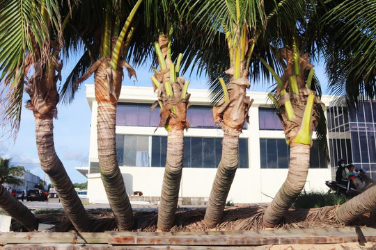 Những cây dừa uốn lượn ở Bãi Trường