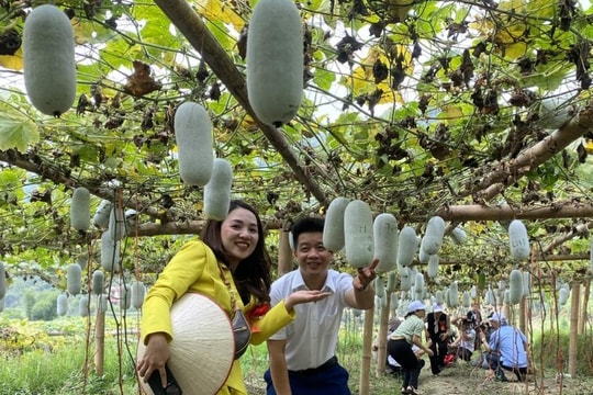 Loại bí xanh ở Ba Bể có mùi thơm kỳ lạ