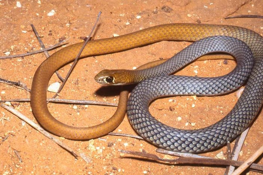 Australia phát hiện loài rắn độc mới sau nhiều thập kỷ nhầm lẫn