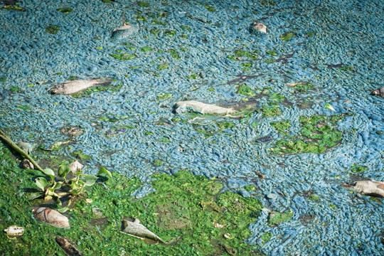 Cá chết hàng loạt ở Đà Nẵng sau cơn mưa đầu mùa