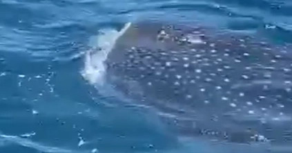 Cá mập voi xuất hiện ở vùng biển Quy Nhơn