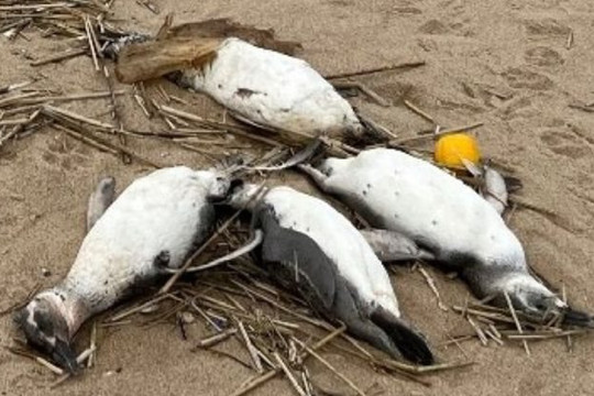 Số lượng lớn chim cánh cụt chết trôi vào bờ biển Nam Mỹ