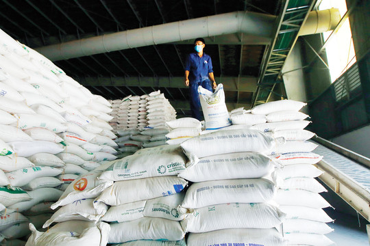 Ấn Độ cấm xuất khẩu gạo: Cơ hội 'vàng' cho doanh nghiệp Việt?