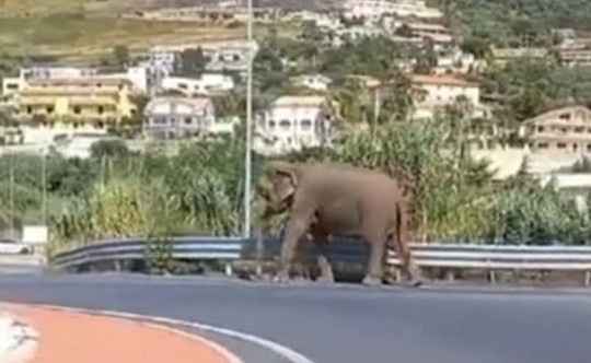Người dân sửng sốt xem voi sổng khỏi rạp xiếc rồi... dạo bộ trên đường