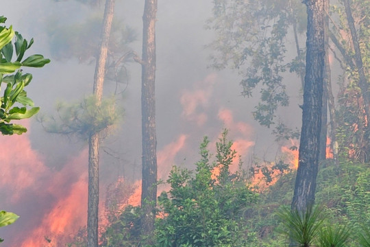 Cháy rừng thông ở Huế, đe dọa đường dây 500kV Bắc – Nam