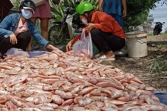 Đồng Nai: Nước lũ cuốn hàng trăm tấn cá nuôi lồng bè