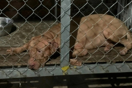 Vụ chó pitbull cắn chết cụ bà 82 tuổi: Con chó đã bị bán cho lò mổ