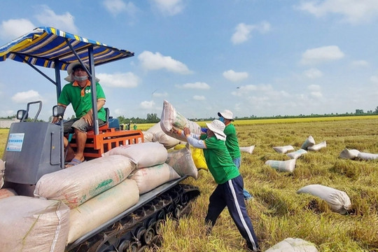 Nhiều nước dừng xuất khẩu gạo: Cơ hội cho người trồng lúa Việt Nam
