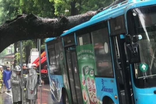 Cây xà cừ cổ thụ bật gốc, đổ đè trúng xe buýt đang đi trên phố Hà Nội