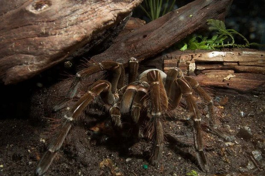 Nhện ăn chim Goliath: Loài nhện lớn nhất thế giới