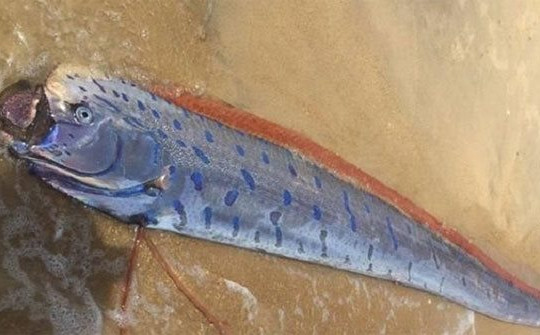 Cá mái chèo: Sinh vật bí ẩn của đại dương