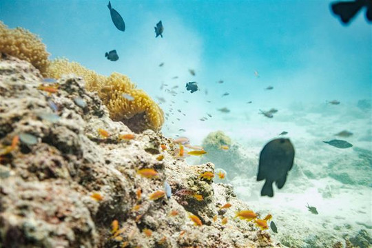 Cuba tìm thấy hai quần thể san hô trong trạng thái bảo tồn "tuyệt vời"