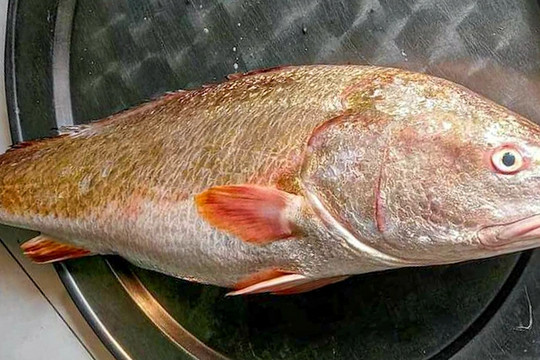 Ngư dân Đà Nẵng nghi bắt được cá sủ vàng quý hiếm