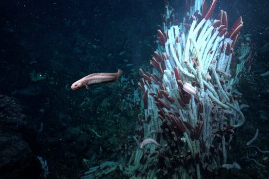 Tìm thấy một hệ sinh thái hoàn toàn mới dưới đáy biển của Trái đất