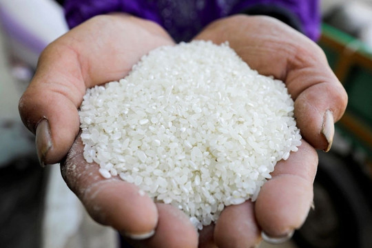 Giá gạo tăng nóng, cổ phiếu đại gia ‘tím ngắt’
