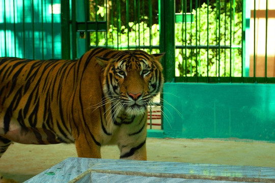 Ngôi nhà mới của 7 chú hổ giữa rừng nguyên sinh Phong Nha - Kẻ Bàng