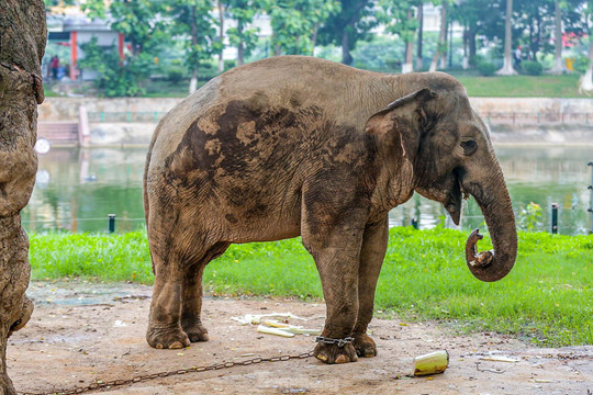 Cận cảnh hai chú voi 'sống khổ' với xiềng xích ở vườn thú Hà Nội