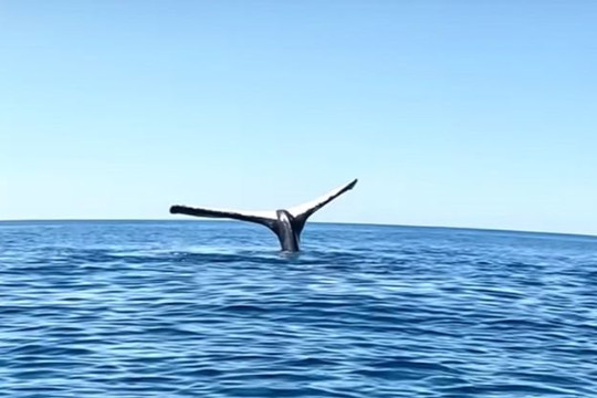 Phát hiện một con cá voi lưng gù 'đóng băng' giữa đại dương