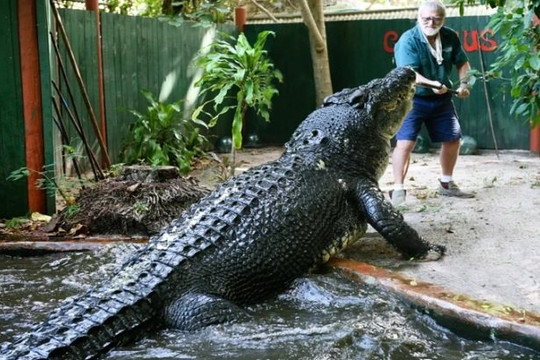Cassius: Cá sấu nuôi nhốt lớn nhất thế giới