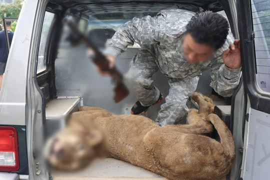 Cư dân Hàn bức xúc vì vụ việc bắn chết sư tử xổng chuồng