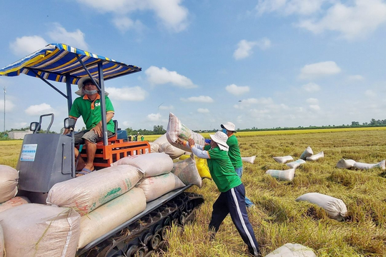 Bộ Công Thương: xử lý nghiêm việc găm hàng, đầu cơ mặt hàng gạo