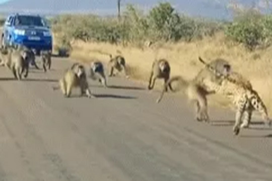 Màn hỗn chiến giữa báo gê-pa và 50 con khỉ đầu chó