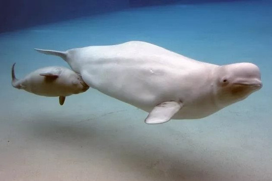 Ngư dân Nga giải cứu đàn cá voi trắng mắc cạn
