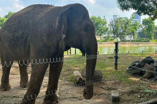 Trả tự do cho 2 chú voi bị xích chân tại công viên Thủ Lệ