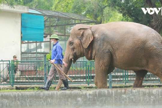 Voi ở vườn thú Hà Nội được chăm sóc như thế nào?