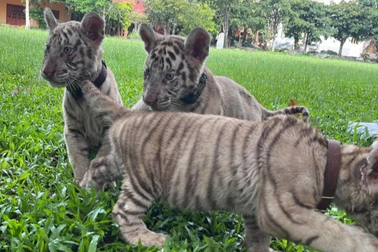 7 cá thể hổ con mới sinh tại khu du lịch sinh thái ở Đồng Nai