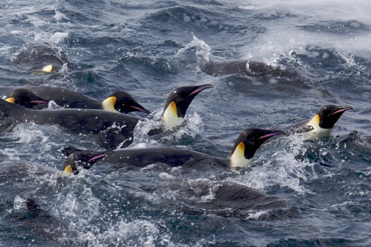 Chim cánh cụt hoàng đế ngừng sinh sản do biến đổi khí hậu