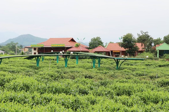 Thái Nguyên hấp dẫn du lịch cộng đồng gắn với văn hóa trà