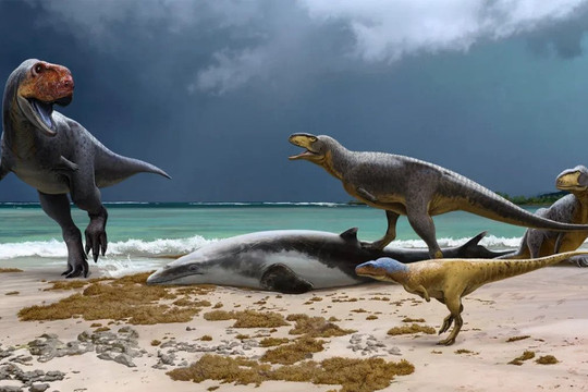 Phát hiện loài khủng long mới, anh em họ của T Rex