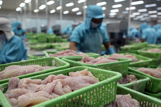 Thị trường lớn hồi phục, cá tra Việt Nam chuẩn bị đón ‘mùa vàng’
