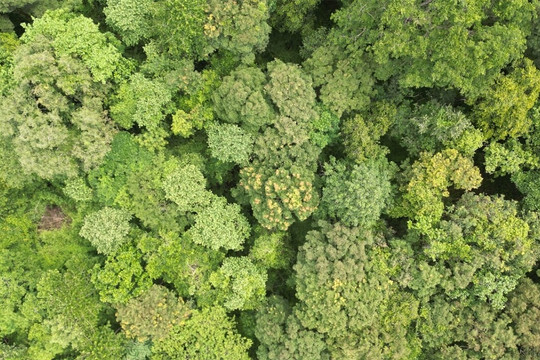 Có thể dừng phá hơn 600ha rừng ở Bình Thuận được không?