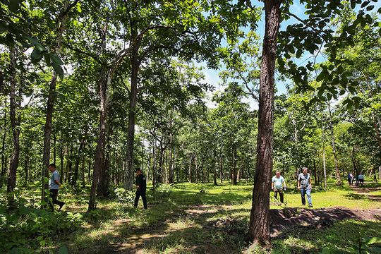 Chi tiết hiện trạng rừng ở dự án hồ chứa nước Ka Pét