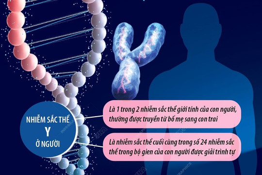 [Infographics] Giải mã bí ẩn nhiễm sắc thể Y xác định giới tính nam
