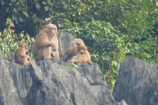 Đàn khỉ mốc quý hiếm bất ngờ xuất hiện trên đỉnh Thiết Sơn