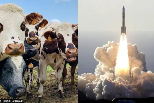 Nhật Bản nghiên cứu biến chất thải của bò thành nhiên liệu tên lửa