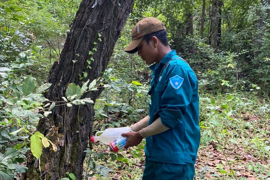 Ninh Thuận truy tìm thủ phạm bơm thuốc độc vào hơn 200 cây rừng
