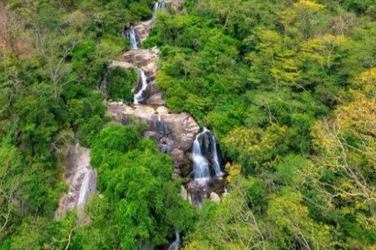 Ninh Thuận nói gì về việc lấy hơn 11ha rừng làm dự án du lịch nghỉ dưỡng?