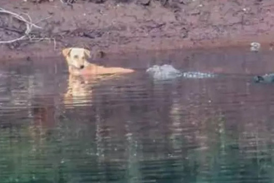 Cá sấu dửng dưng khi gặp chó bơi qua sông, thậm chí còn làm điều khó tin