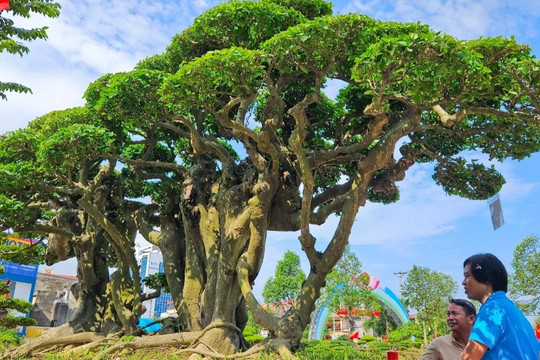Cận cảnh cây duối tiền tỷ tại Festival Chí Linh - Hải Dương năm 2023