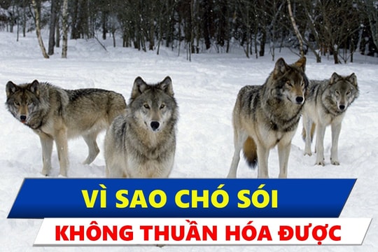 Vì sao không thuần hóa được chó sói?