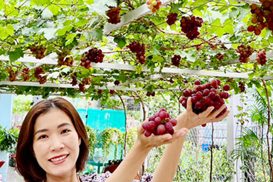 Nho Ninh Thuận chín đỏ rực trong khu vườn 'gieo rắc đam mê' ở Sóc Trăng