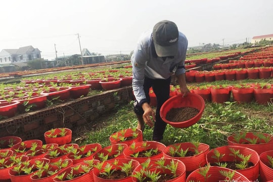 Anh nông dân dựng lều, chăm ngàn chậu hoa Tết