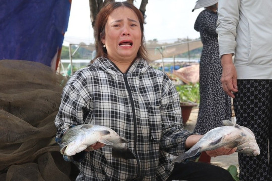 50 tấn cá vược chết đột ngột, nông dân trắng tay sau một đêm