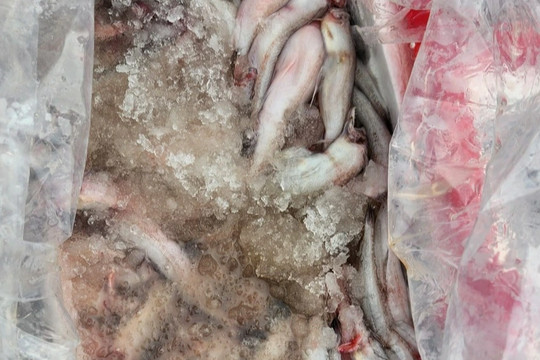 Phát hiện hơn 3 tấn cá khoai có chất rất độc