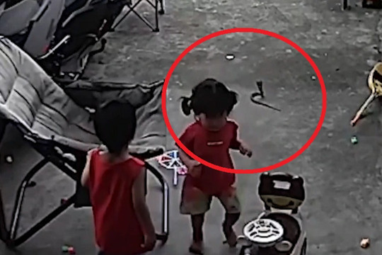 Khoảnh khắc em bé chơi đùa ngoài sân suýt giẫm trúng rắn hổ mang cực độc