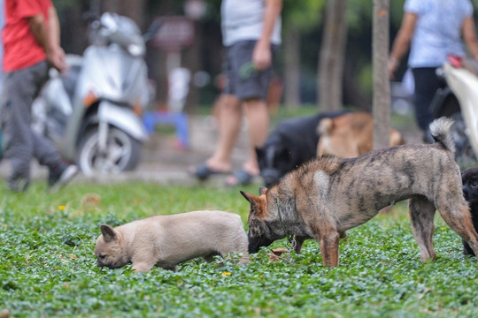 Chó thả rông, không rọ mõm tung tăng khắp các công viên ở Hà Nội